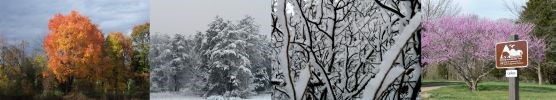 Trees and Shrubs Trees and Shrubs