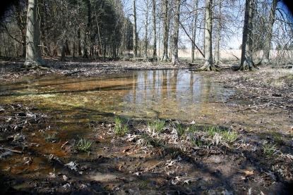 A shallow pool of water in the woods in early spring before the leaves have come out on the trees.