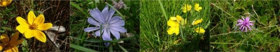 Wildflowers in Manassas National Battlefield Park