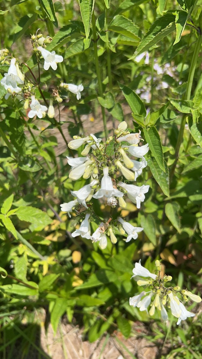 Foxglove Beardtongue photo