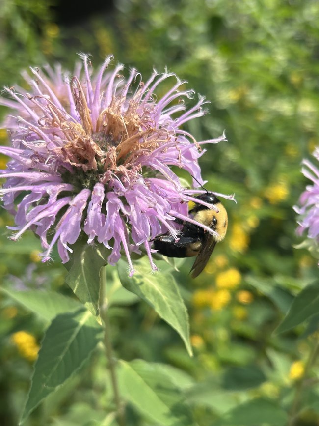 bee balm