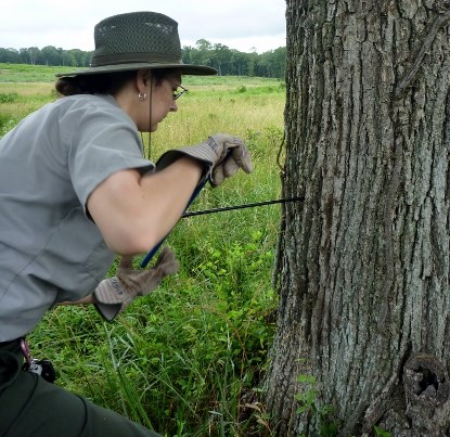 Tree coring is a minimal impact technique to estimate tree age