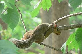 Flying grey squirrel