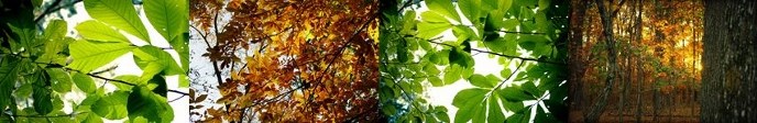 Witness Trees Witness Trees