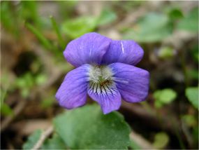 Click here for a list of vascular plants in the park