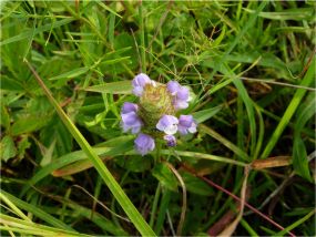 CommonSelfheal
PrunellaVulgaris