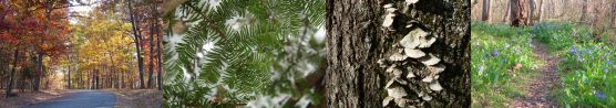 Forest Communities