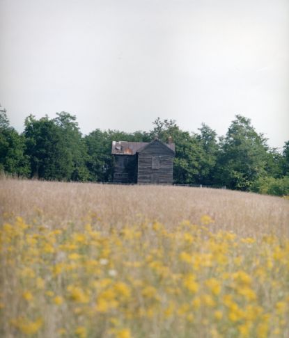 Grasses