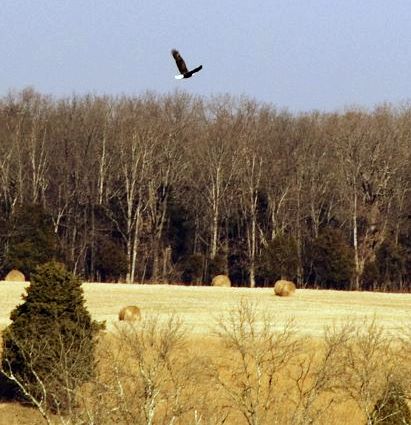 Eagle soaring over the natural features of Manassas National Battlefield Park