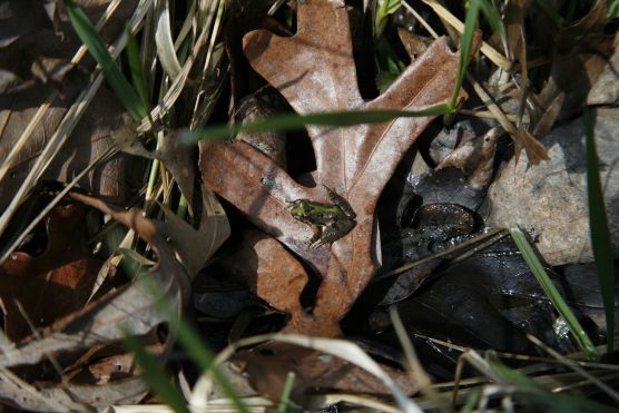 Amphibian near a vernal pool