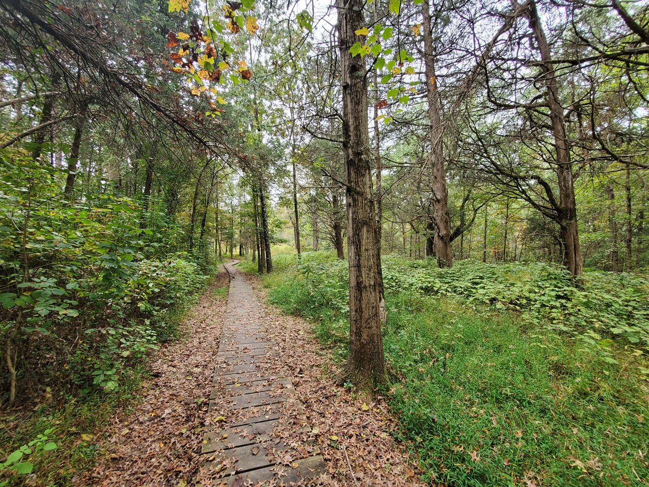 Unfinished Railroad Trail in summer. Trees and foliage are green and a brown dirt trail sits in the center of the photo.
