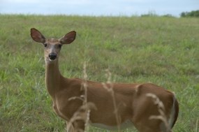 White-tailed deer