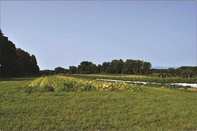 Agricultural land leased to Roxbury Farm. Note the grass driving lanes designed to minimize erosion. Crops are rotated throughout the season
and from year to year. Agricultural land leased to Roxbury Farm. Note the grass driving lanes designed to minimize erosion. Crops are rotated throughout the season and from year to year.