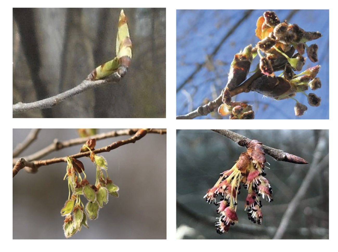 American elm reference images used for phenology monitoring. (clockwise from top left) Leafs buds; flower buds; flowers; fruit.