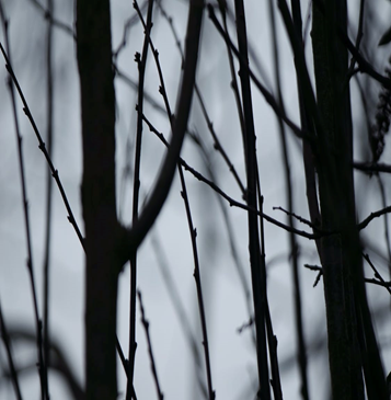 Bare branches in  snow