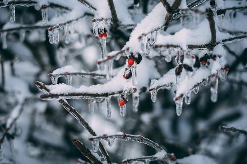 Ice on a branch with berries