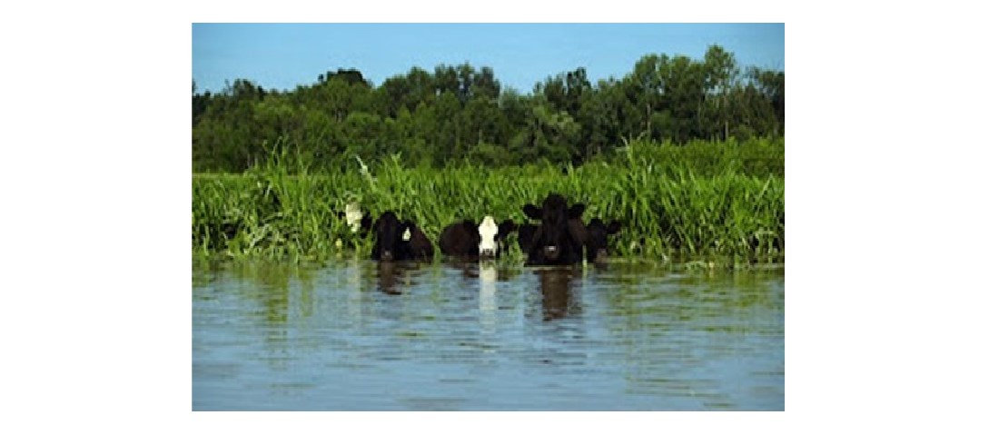 Cows standing in water up to their noses with trees and vegetation in the distance.