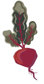 Illustration of a red beet with leafy greens attached.
