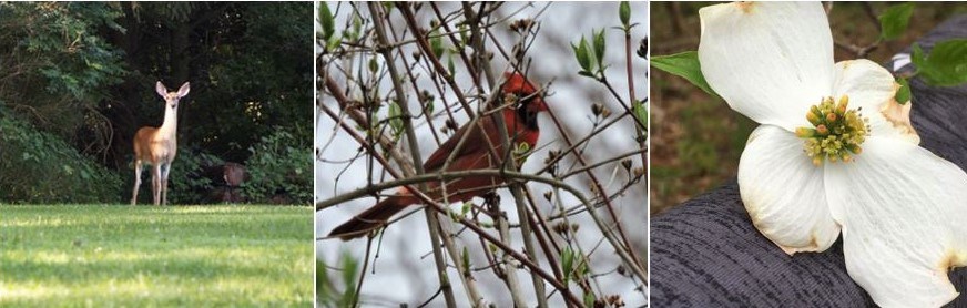 A photo banner depicting an image of a deer, cardinal, and flower