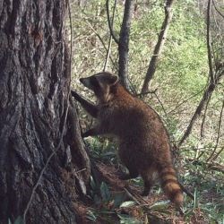 A raccoon stands at the base of a large white pine tree