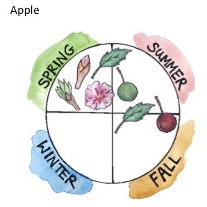 An image showing the cycle of an apple tree. Buds and flowers during spring, fruit ripens during summer, leaves drop during fall.