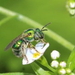 Green sweat bee resting on a small white flower