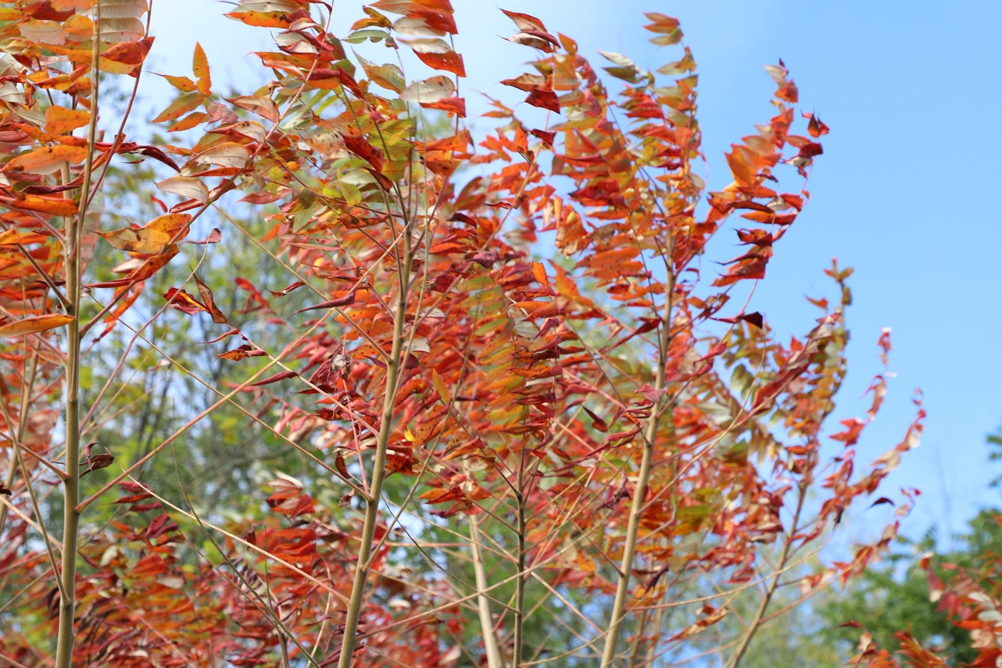 Fall Leaves Orange and red leaves against a blue sky