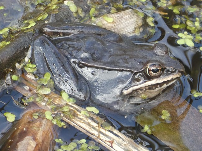 Wood frog in a shallow pond of water.