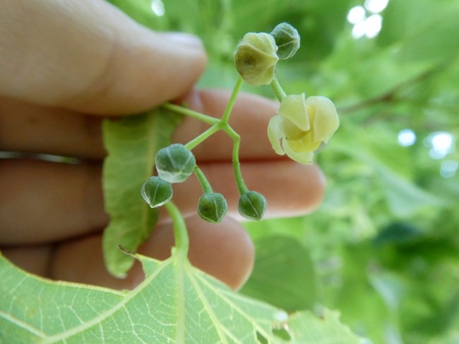Flowers of the linden or american basswood.