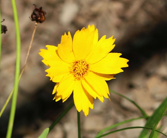 Yellow flower blooming.