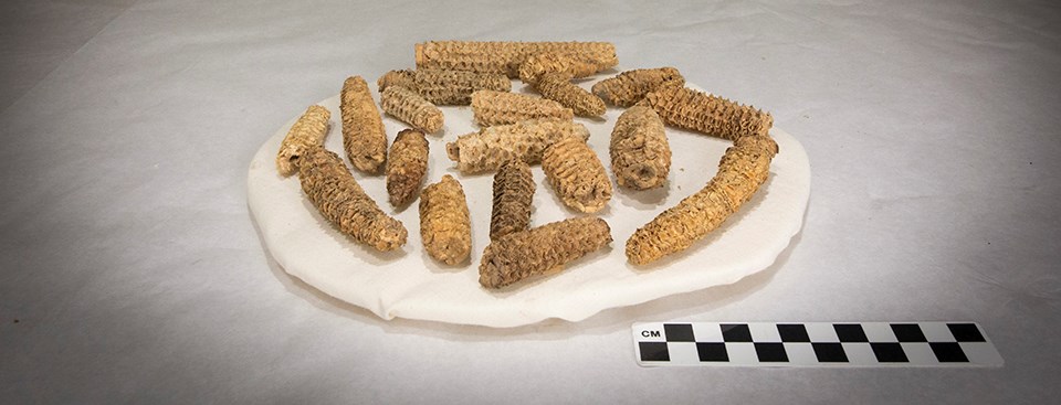 A dozen small, dried, corn cobs on display.