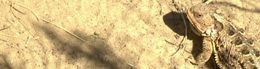 Short-horned lizard
