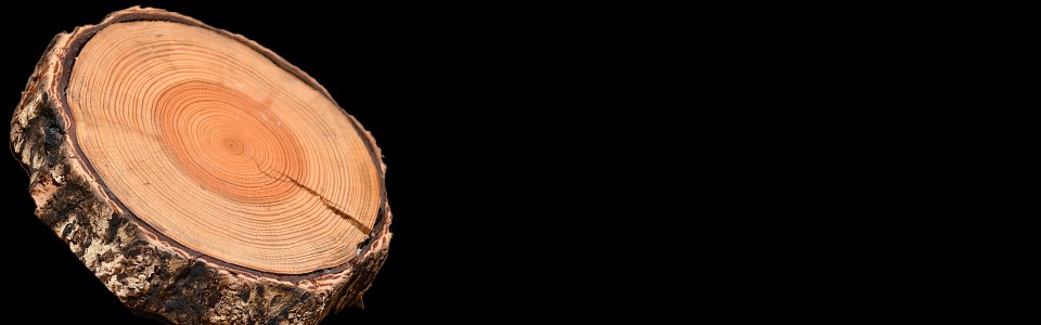 A slice of tree trunk showing a circle of rings inside and bark outside.