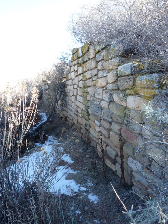 A masonry block wall standing amidst brush