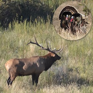 Collage of large bull elk and two colorful tom turkeys.