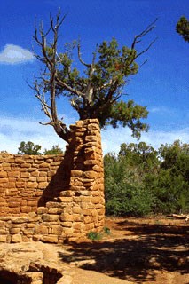 Cedar Tree Tower