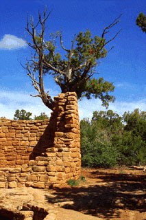 Cedar Tree Tower