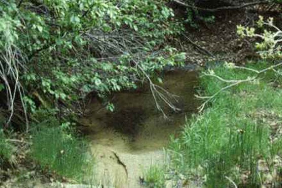 Canyon seep spring Canyon seep spring