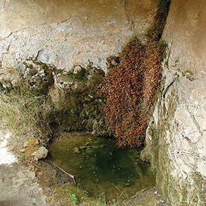 Pool of water at the base of a wet sandstone wall with plants nearby.