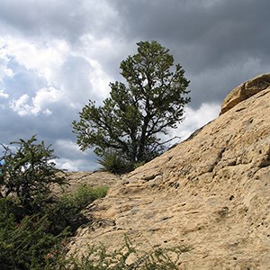 A tall, green pine tree located at the top of a sandstone cliff.