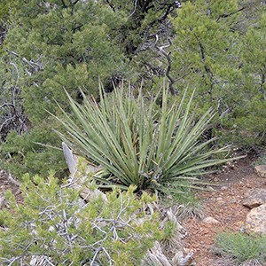 Plant with green, pointed leaves surrounded by shubbery.