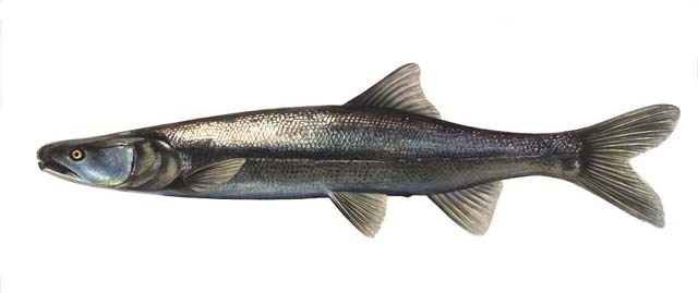 A long, thin fish with scales ranging from white to purple in color and a bright yellow eye.