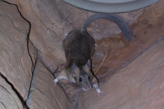 A small rodent looks up, into the camera, with its front paws propped against a stone wall. It's fur ranges from light to dark brown, and it has a bushy tail and whiskers.