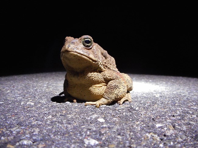 A toad sits on asphalt in the dark, illuminated under a bright light.