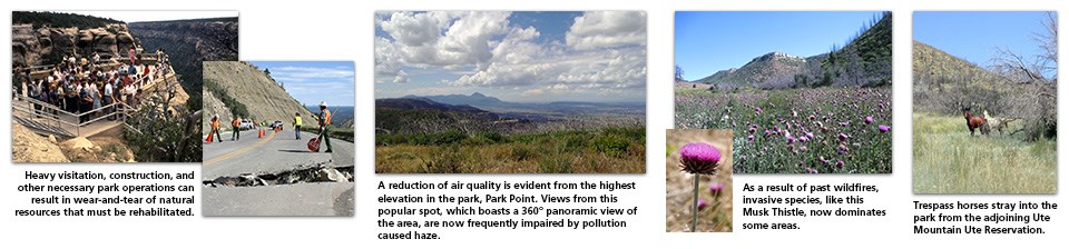 A variety of images showing environmental factors such as declining visibility and the invasive musk thistle. A variety of images showing environmental factors such as declining visibility and the invasive musk thistle.