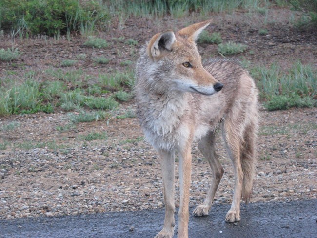 A coyote, it's head cocked to the right as it watches something out of view from the side of a road.