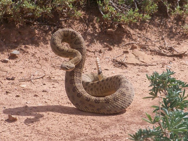 A rattlesnake coils and rears up on a dirt path, the rattle on its tail held stright up.