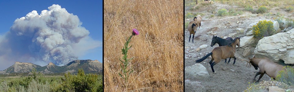 A trio of images: smoke billowing above the mesa; a purple thistle in a brown field of grass; and elk and horses in a dry rocky area.