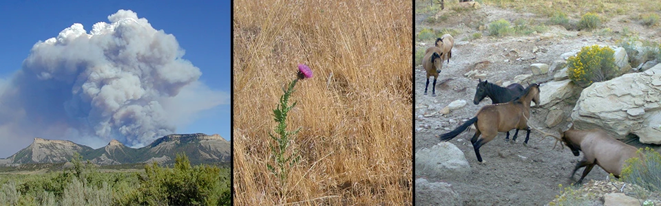 Examples of the effects of a changing climate at Mesa Verde National Park A trio of images: smoke billowing above the mesa; a purple thistle in a brown field of grass; and elk and horses in a dry rocky area.