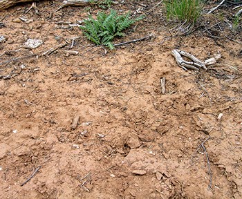 Ground surface showing a fine, red, loose soil scattered with plants and twigs.